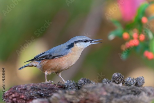 A eurasian nuthatch sits on a piece of tree bark. Sitta europaea. 