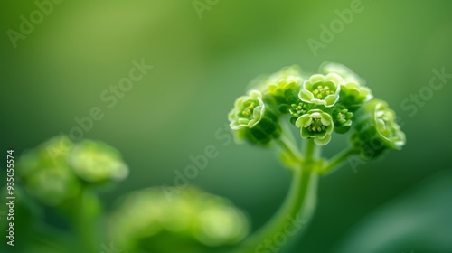  A tight shot of a green plant teeming with numerous small flowers at its core, surrounded by a hazy backdrop