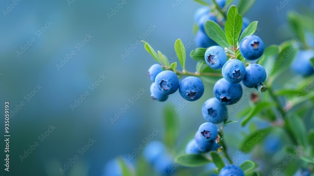 A tight shot of blue berries on a branch, surrounded by green leaves Background subtly blurred with a blue sky A tight shot of blue berries on a branch, surrounded by green leaves Background subtly blurred with a blue sky