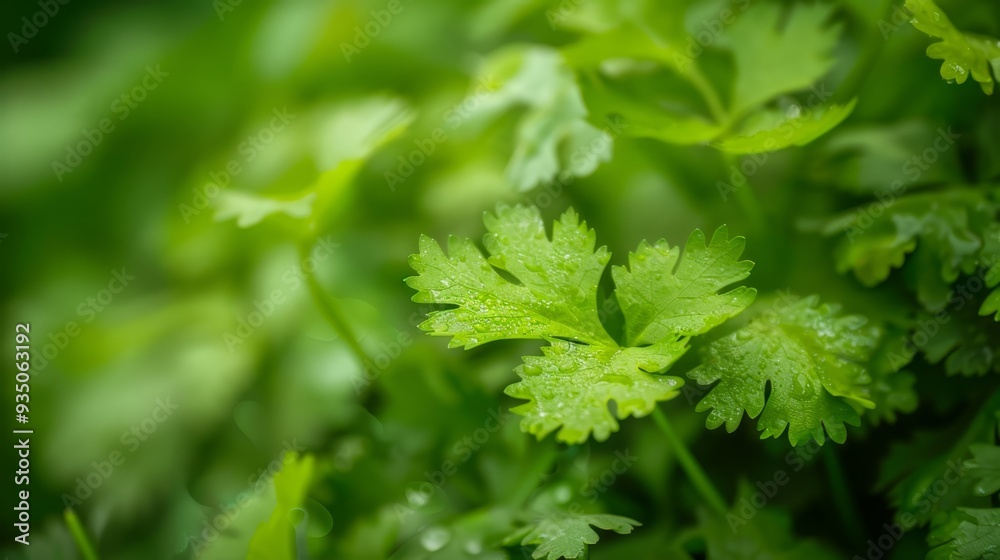 leaves dotted with water droplets, background softly blurred leaves dotted with water droplets, background softly blurred