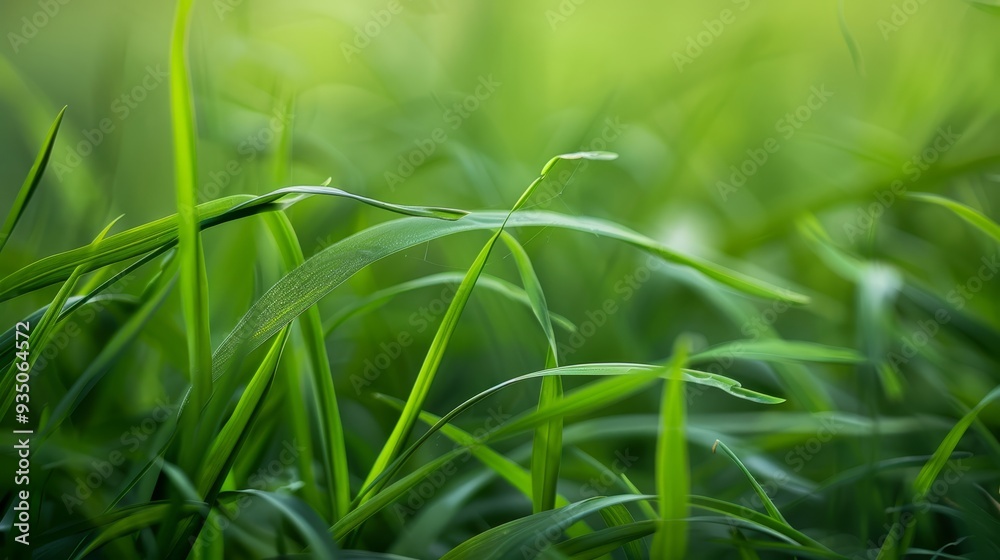 left, grassy texture softly blurs; right, sharper grass detail left, grassy texture softly blurs; right, sharper grass detail