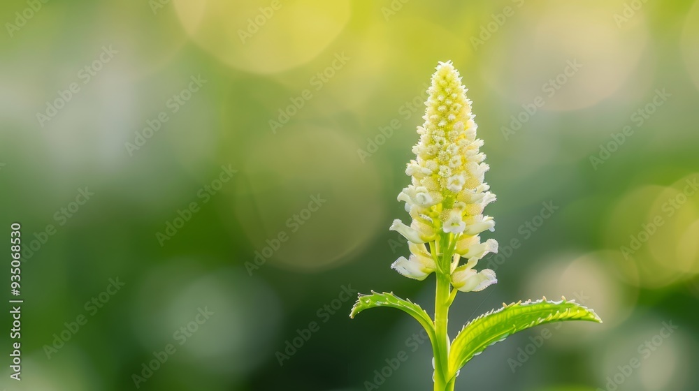 A white flower, tightly framed, atop a green stem against a backdrop of softly blurred leaves A white flower, tightly framed, atop a green stem against a backdrop of softly blurred leaves