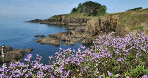 Limonium binervosum, commonly known as rock sea-lavender, Finistere department, Brittany coast in France photo