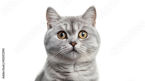 Portrait of a silver tabby british shorthair cat looking at the camera isolated on a white background