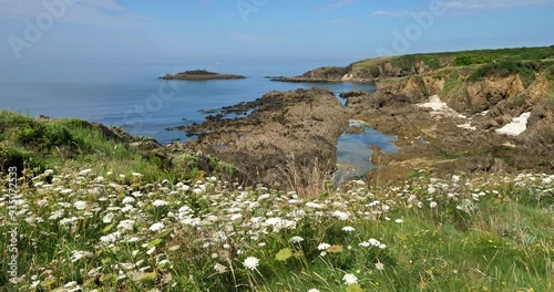 Visnaga daucoides flowers. Hiking trail between Le pouldu and Doelan, Finistere department, Brittany in France photo