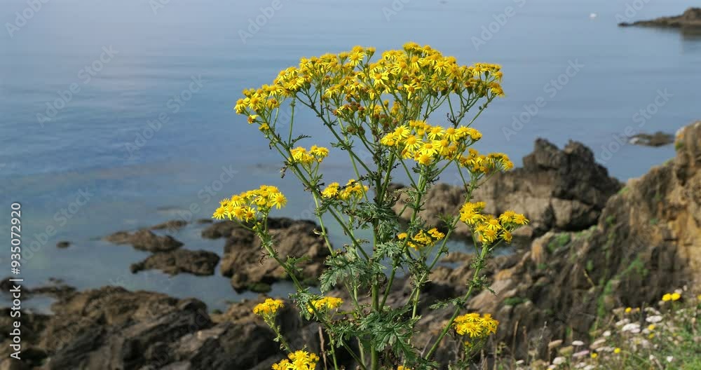 Jacobaea vulgaris, wild plants along the Brittany coast, Finistere department, France Jacobaea vulgaris, wild plants along the Brittany coast, Finistere department, France
