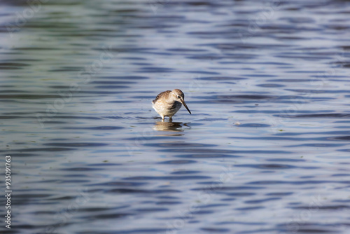 The dunlin (Calidris alpina) is a small wader, Foraging in the river photo