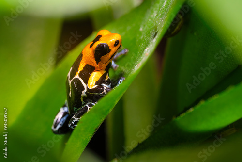Tableau sur toile Fantastic frog, Ranitomeya fantastica, a species in the family Dendrobatidae