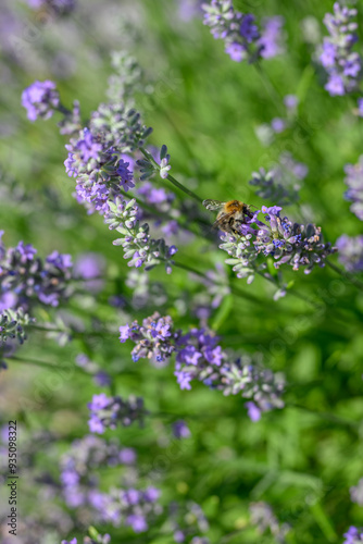 Insect bee on lavender flower. 