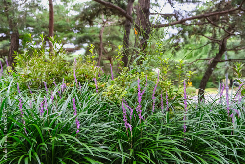 Vibrant Lily Turf Flowers in Bloom: A Beautiful Nature Scene