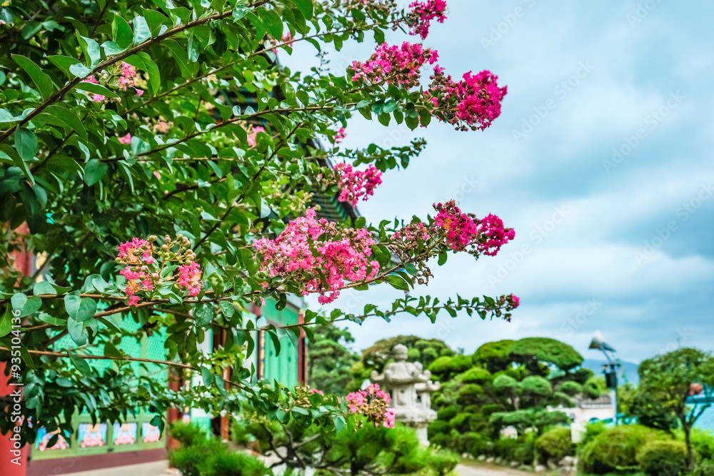 Crape Myrtle Flowers in Full Bloom at the Temple: A Serene Nature Scene Crape Myrtle Flowers in Full Bloom at the Temple: A Serene Nature Scene