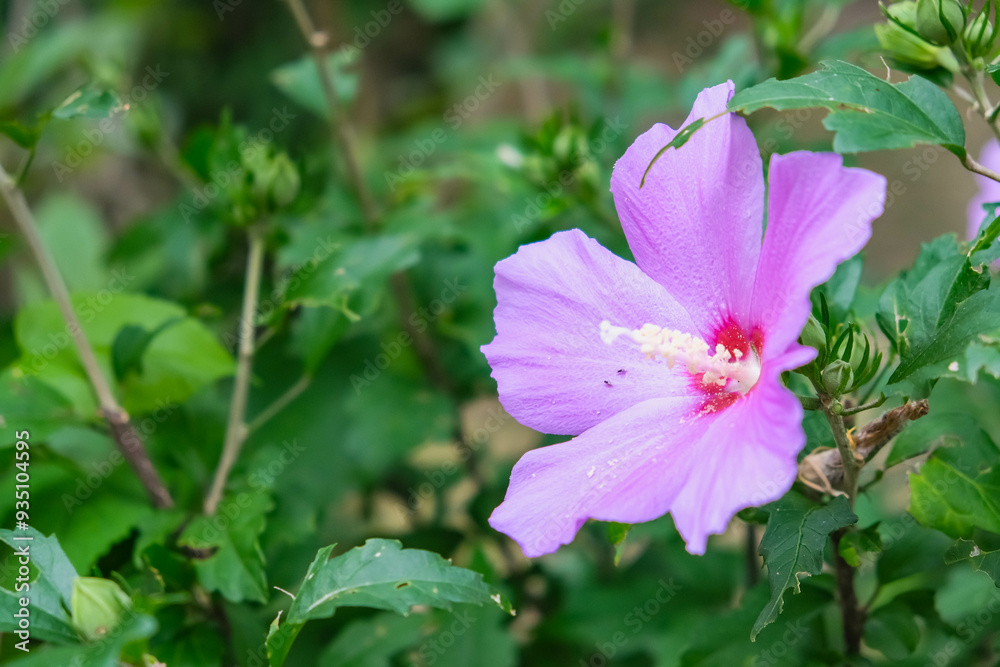 Beautiful Hibiscus Flowers in Full Bloom: A Serene Nature Scene Beautiful Hibiscus Flowers in Full Bloom: A Serene Nature Scene