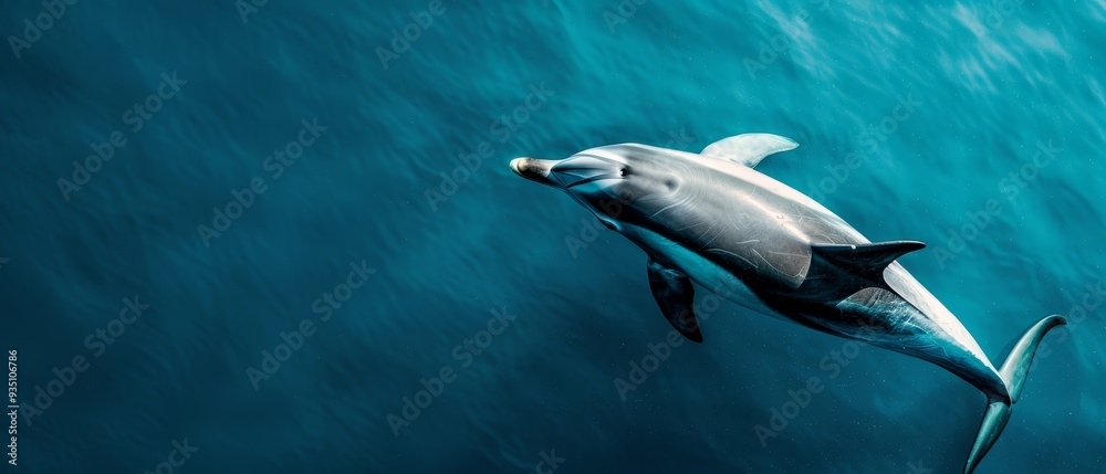 Obraz premium A dolphin swims in the ocean, its mouth open and head above water's surface