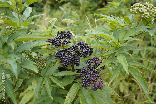 Sambucus ebulus, also known as danewort, dane weed, danesblood, dwarf elder or European dwarf elder, walewort. Adoxaceae family. Gundelshausen Bavaria, Germany. photo