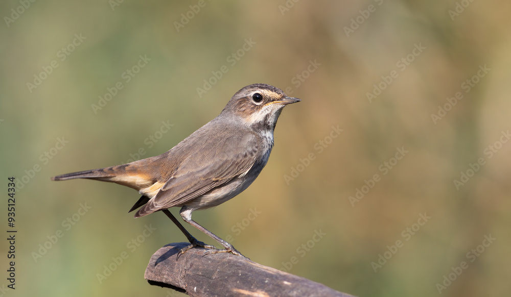 Fototapeta premium Bluethroat, Luscinia svecica. A female bird sits on a branch on a flat blurred background