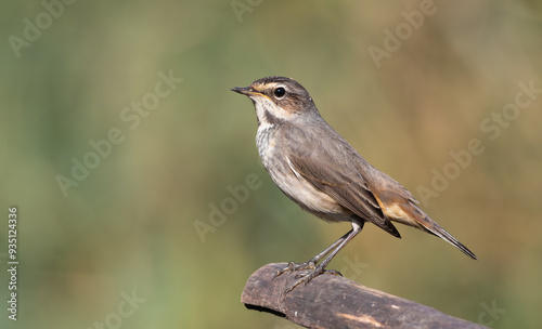 Photography Bluethroat, Luscinia svecica