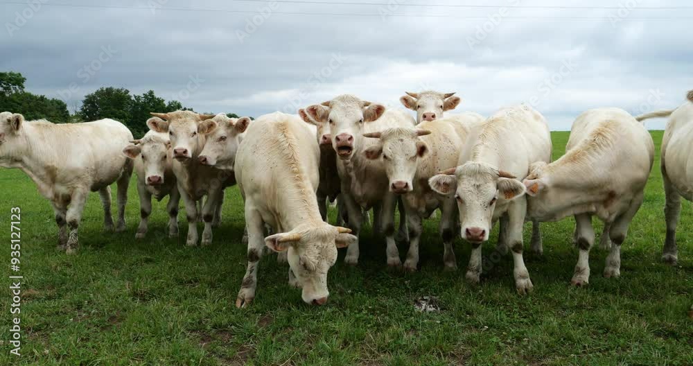 Charolais cattle. The Charolais is the second-most numerous cattle breed in France. Charolais cattle. The Charolais is the second-most numerous cattle breed in France.
