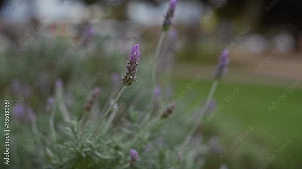 Close-up of lavandula stoechas, a spanish lavender variety in murcia, spain, showcasing its purple flowers and aromatic leaves. Close-up of lavandula stoechas, a spanish lavender variety in murcia, spain, showcasing its purple flowers and aromatic leaves.