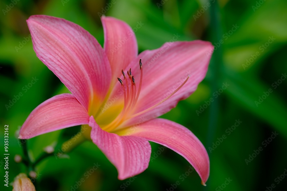 Cosmos flower, Plant, Lily, Flower,Pink image Cosmos flower, Plant, Lily, Flower,Pink image