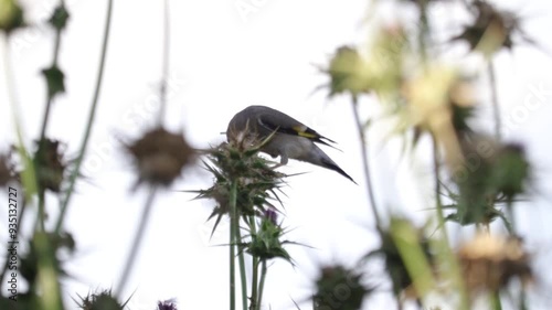 Goldfinch (Carduelis caniceps) feeding seeds from a dry thistle flower. photo