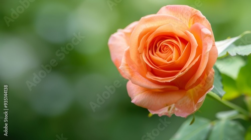  A tight shot of an orange rose, green leaves in the foreground, and a blurred background