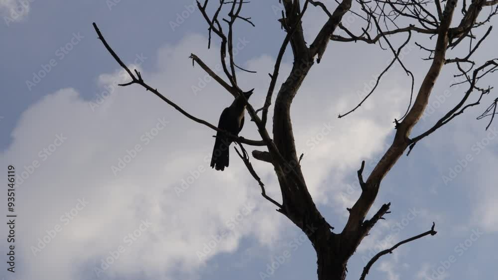 An Asian crow in the silhouette. bird on dry tree branch. Islamabad Pakistan. An Asian crow in the silhouette. bird on dry tree branch. Islamabad Pakistan.