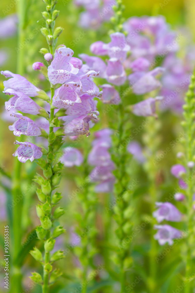 Purple flowers on green grass background. Violet flower head, close up. Beauty in nature. Wild flower in garden. Flower in bloom. Natural background. Summer landscape. Purple flowers on green grass background. Violet flower head, close up. Beauty in nature. Wild flower in garden. Flower in bloom. Natural background. Summer landscape.