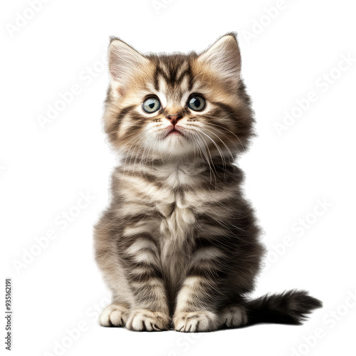 Small kitten with fluffy fur, sitting upright