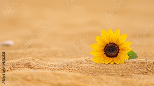  A sunflower atop a sandy beach, near a small white object in the sand's center