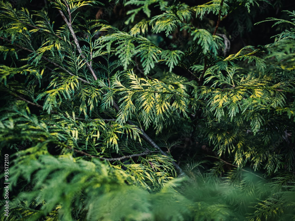 Fototapeta premium Tree foliage