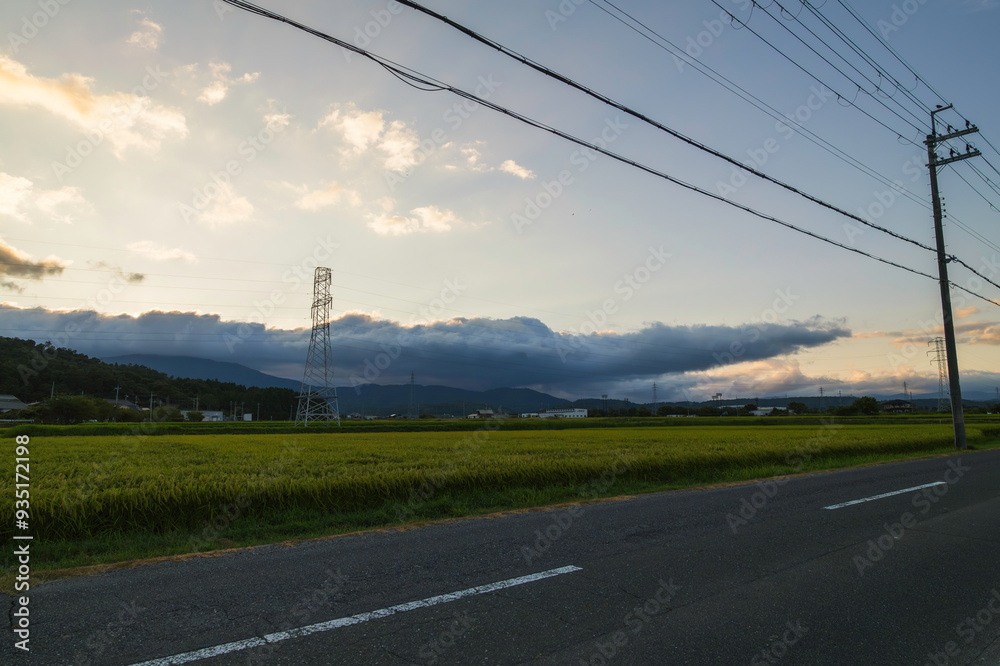 Fototapeta premium A field of rice with a sunset in the background