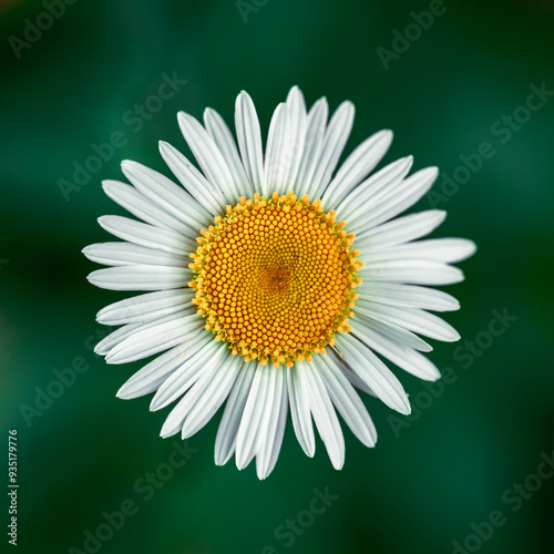 Photography A snow-white chamomile with a bright yellow core against a background of saturated greenery
