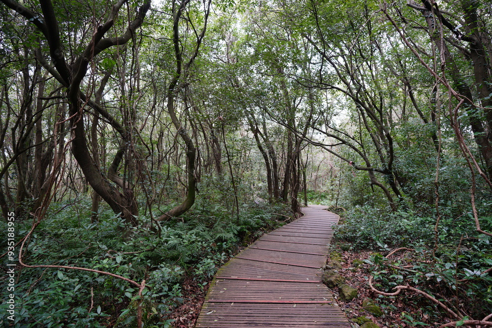 fine autumn walkway to deep forest fine autumn walkway to deep forest