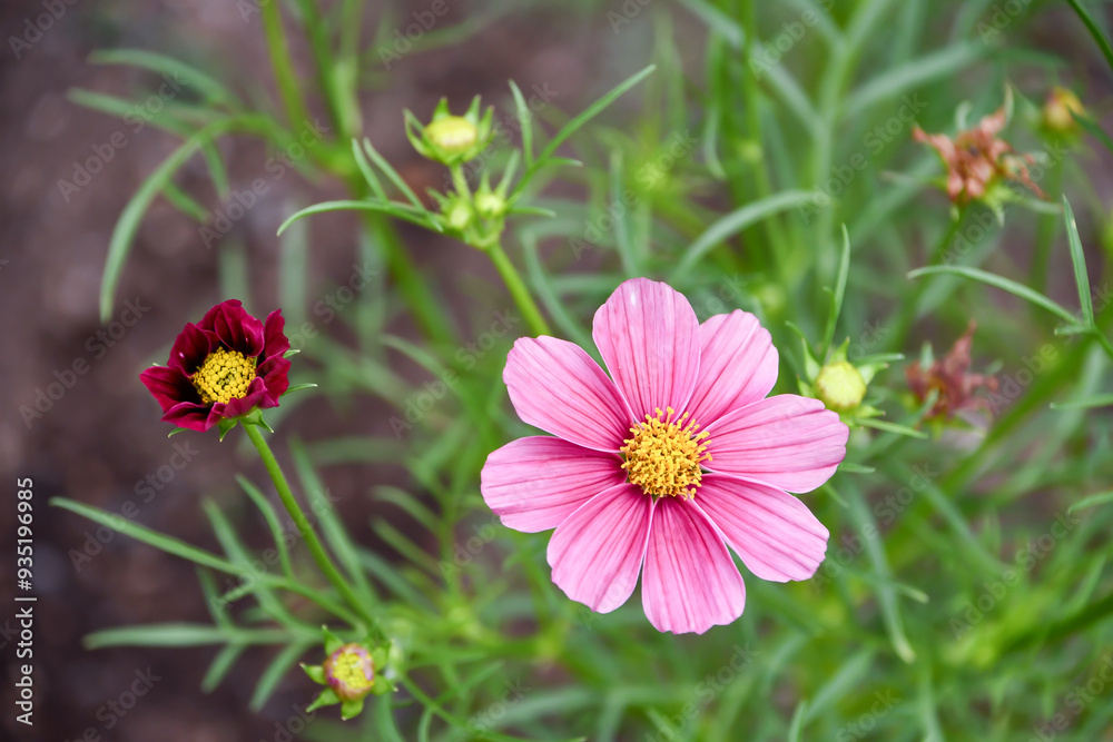 Obraz premium コスモス「アンティーク」