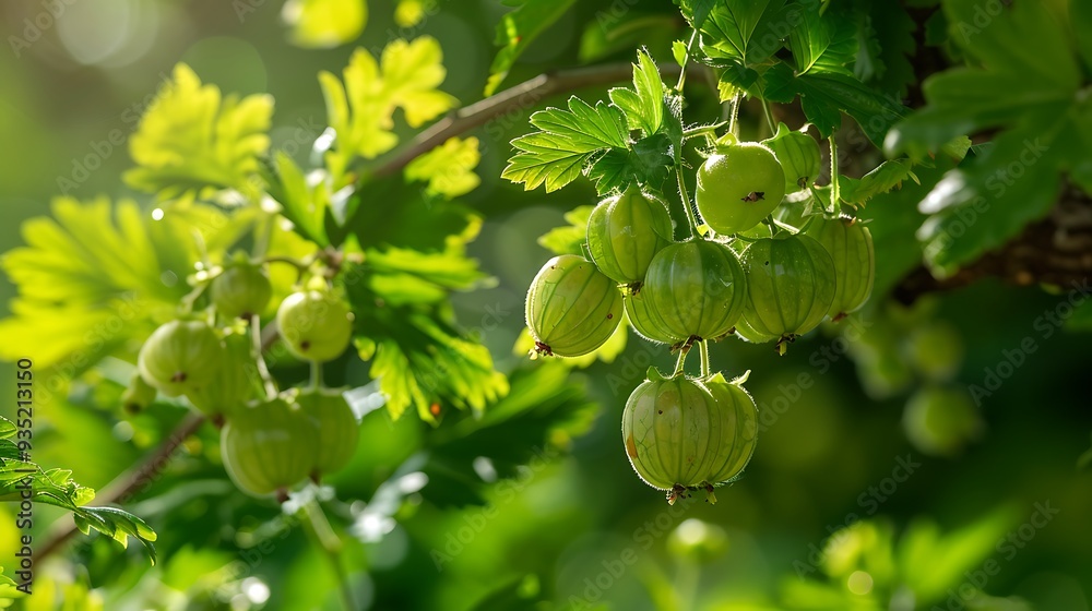 Fototapeta premium Gooseberry or emblic on the green backdrop