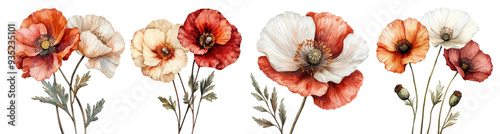 Watercolor illustration of poppies in soft shades of red, orange, and white, with delicate green stems and leaves Watercolor collection hand drawn Botanical transparent background isolated PNG
