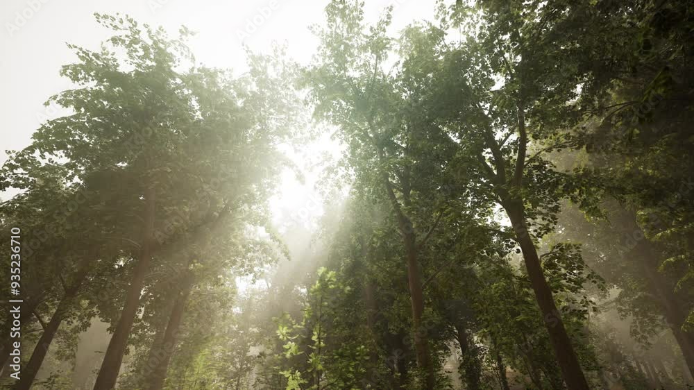 Panoramic view of the majestic evergreen forest in a morning fog Panoramic view of the majestic evergreen forest in a morning fog