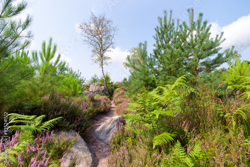 Denecourt path 16 in the Hills of the Trois Pignons forest photo