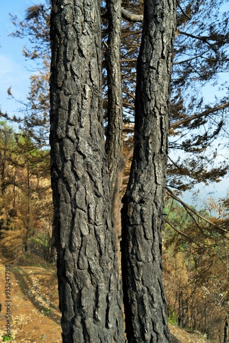 Burnt tree trunk, Sitla Estate, Nainital, Kumaon, Uttarakhand, India, Asia