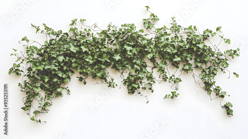 Fresh green grass on a white background
