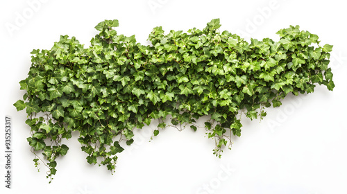 Fresh green grass on a white background