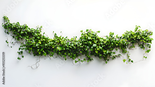 Fresh green grass on a white background