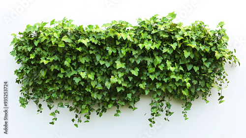 Fresh green grass on a white background