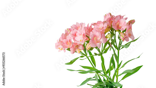 pink alstroemeria flower, Lily of the Incas, in vase on isolated white background close-up