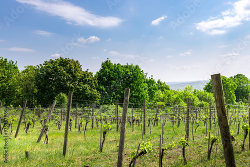 A field of grape vines with a clear blue sky in the background