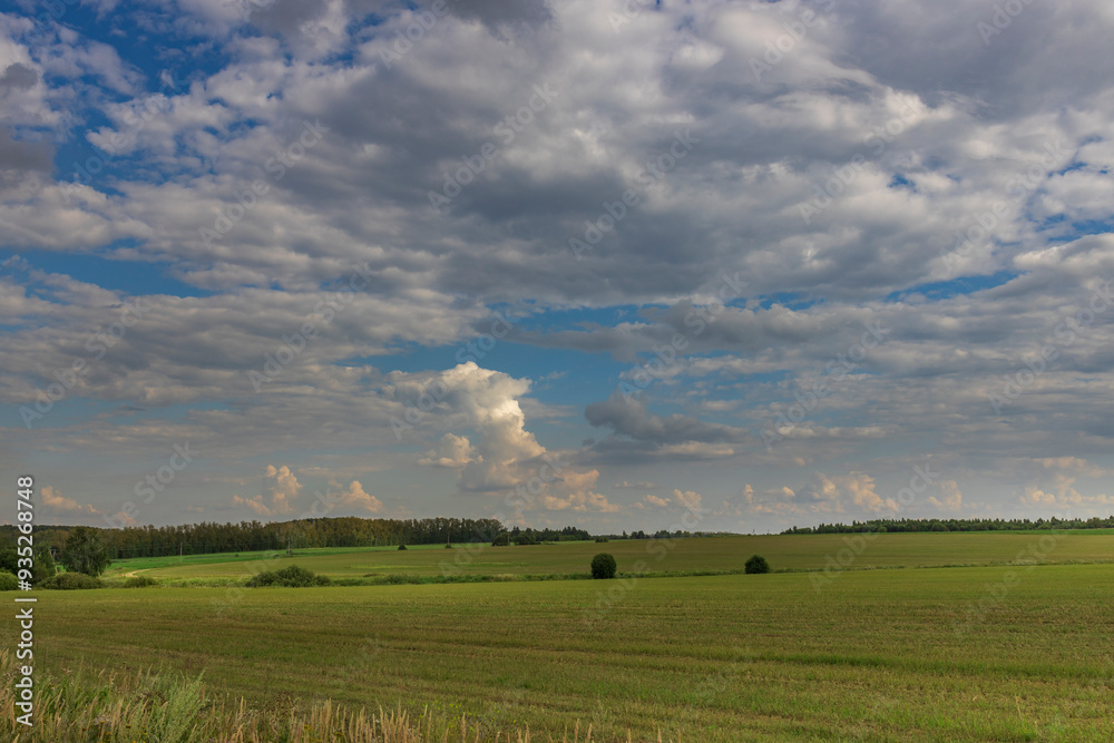 A field of grass with a cloudy sky in the background A field of grass with a cloudy sky in the background