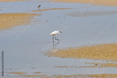 A heron hunts on the ocean shore photo