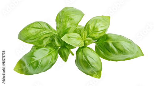 Fresh basil leaves with vibrant green color, perfect for culinary use and adding a touch of flavor to dishes.