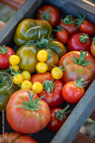 Kiste mit verschiedenen Tomaten, Gemüse ernten im Garten, Holzkiste mit vielen Tomatensorten, 