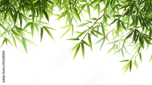 Green Bamboo Leaves on White Background